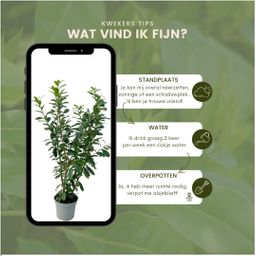 Plants by frank Grote Laurierkers Planten Novita voor 10 strekkende meter haag | - 15L - 20x | ↨ 125-150 cm (8721001420834)