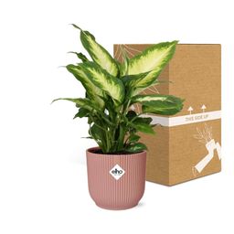 Dieffenbachia ‘Camilla’ in ELHO Vibes Fold 14cm roze (21797)