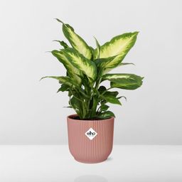 Dieffenbachia ‘Camilla’ in ELHO Vibes Fold 14cm roze (21797)