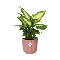 Dieffenbachia ‘Camilla’ in ELHO Vibes Fold 14cm roze (21797)