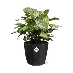 Syngonium Arrow in 14cm b.for rock living black (21668)