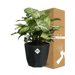 Syngonium Arrow in 14cm b.for rock living black (21668)