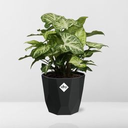 Syngonium Arrow in 14cm b.for rock living black (21668)