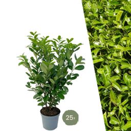 Plants by frank Grote Laurierkers Rotundifolia voor 10 strekkende meter haag | - 12L - 25 x | ↨ 100-125 cm (8721001420902)