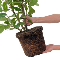 Plants by frank Grote Laurierkers Rotundifolia voor 10 strekkende meter haag | - 12L - 25 x | ↨ 100-125 cm (8721001420902)