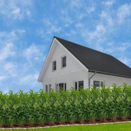 Plants by frank Grote Laurierkers Rotundifolia voor 10 strekkende meter haag | - 12L - 25 x | ↨ 100-125 cm (8721001420902)