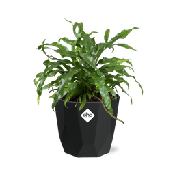 Microsorum Diversifolium in 14cm b.for rock living black (21767)