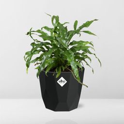 Microsorum Diversifolium in 14cm b.for rock living black (21767)