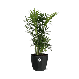 Chamaedorea Elegans in 14cm b.for rock living black (21638)