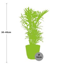 Chamaedorea Elegans in 14cm b.for rock living black (21638)