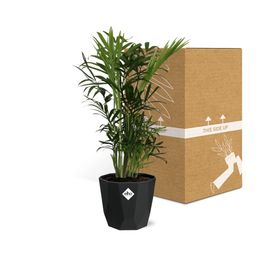 Chamaedorea Elegans in 14cm b.for rock living black (21638)