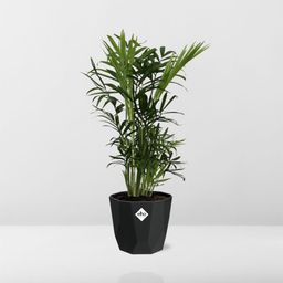 Chamaedorea Elegans in 14cm b.for rock living black (21638)