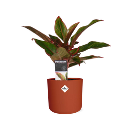 Aglaonema Crete in ELHO b.for soft rond 14cm brique (21478)