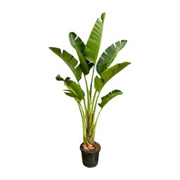 Strelitzia Augusta - 250cm - ⌀45 (8721055694052)