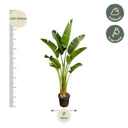 Strelitzia Augusta - 250cm - ⌀45 (8721055694052)