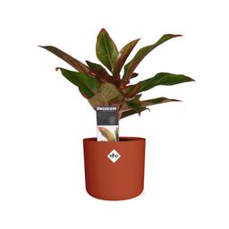 Aglaonema Crete in ELHO b.for soft rond 14cm brique (21478)