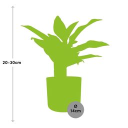Aglaonema Crete in ELHO b.for soft rond 14cm brique (21478)