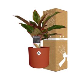 Aglaonema Crete in ELHO b.for soft rond 14cm brique (21478)