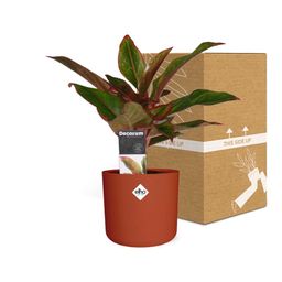 Aglaonema Crete in ELHO b.for soft rond 14cm brique (21478)
