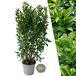 Plants by frank Grote Laurierplanten Obelisk voor 10 strekkende meter haag | - 15L - 20x | ↨ 125-150 cm (8721001420896)
