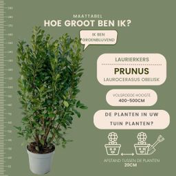 Plants by frank Grote Laurierplanten Obelisk voor 10 strekkende meter haag | - 15L - 20x | ↨ 125-150 cm (8721001420896)