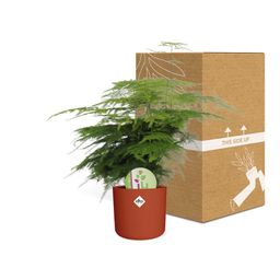 Asparagus ‘Plumosus’ in ELHO b.for soft rond 14cm brique (21485)