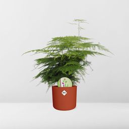 Asparagus ‘Plumosus’ in ELHO b.for soft rond 14cm brique (21485)