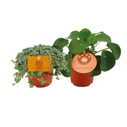 Pilea Duo 1.0 - 2 stuks (30348)