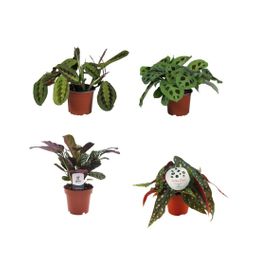 Kleurrijke Plantenbox - 4 stuks (29459)