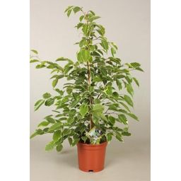 Ficus Goldenking (28974)