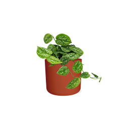 Scindapsus Pictus ‘Argyraeus’ in ELHO b.for soft rond 14cm brique (21466)