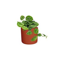 Scindapsus Pictus ‘Argyraeus’ in ELHO b.for soft rond 14cm brique (21466)