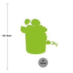 Scindapsus Pictus ‘Argyraeus’ in ELHO b.for soft rond 14cm brique (21466)