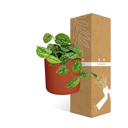 Scindapsus Pictus ‘Argyraeus’ in ELHO b.for soft rond 14cm brique (21466)