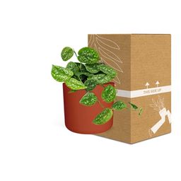 Scindapsus Pictus ‘Argyraeus’ in ELHO b.for soft rond 14cm brique (21466)