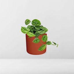 Scindapsus Pictus ‘Argyraeus’ in ELHO b.for soft rond 14cm brique (21466)