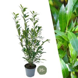 Plants by frank Grote Laurierkers Planten Caucasica voor 10 strekkende meter haag - 12L - 25 x | ↨ 100-125 cm (8721001420841)