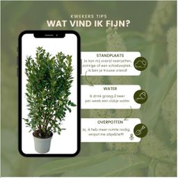 Plants by frank Grote Laurierplanten Obelisk voor 10 strekkende meter haag | - 15L - 20x | ↨ 125-150 cm (8721001420896)