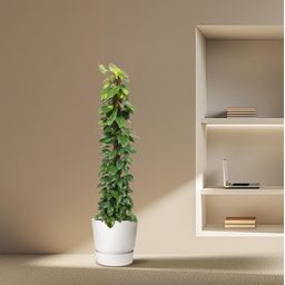 Epipremnum Aureum mosstok - 180 cm - ø34 (8721055690535)