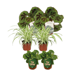 Begonia + Chlorophytum mix - 6 stuks (23472)