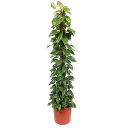 Epipremnum Aureum mosstok - 180 cm - ø34 (8721055690535)