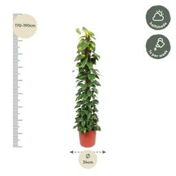 Epipremnum Aureum mosstok - 180 cm - ø34 (8721055690535)