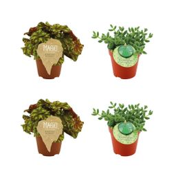 2x Begonia Rex Zumba - 2x Delosperma Echinatum - 4 stuks (23462)