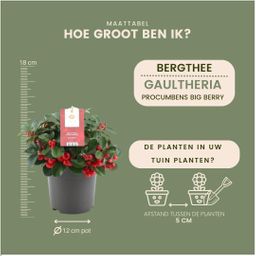 Plants by frank 6x Gaultheria procumbens 'Big Berry' | 12 cm Ø | 15-20 cm ↕ (14687)