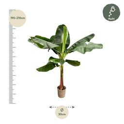 Bananenplant (Musa) - 220 cm - ø45 (8721055691778)