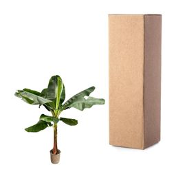 Bananenplant (Musa) - 220 cm - ø45 (8721055691778)