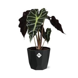 Alocasia ‘Polly’ in 14cm b.for rock living black (21667)