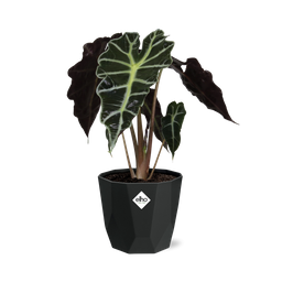 Alocasia ‘Polly’ in 14cm b.for rock living black (21667)