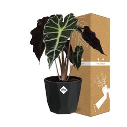 Alocasia ‘Polly’ in 14cm b.for rock living black (21667)