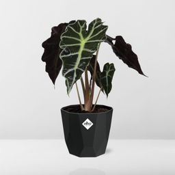 Alocasia ‘Polly’ in 14cm b.for rock living black (21667)